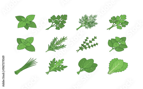 Fresh herbs bunches including basil leaves, parsley bunch, dill bunch, cilantro leaves, mint leaves, rosemary sprig, thyme sprig,