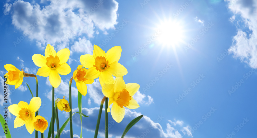Fototapeta premium Bright yellow daffodils against blue sky on sunny day
