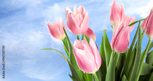Tender pink tulips flowers against blue sky
