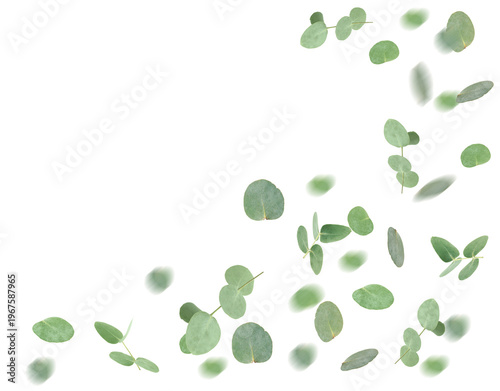 Green eucalyptus leaves falling on white background