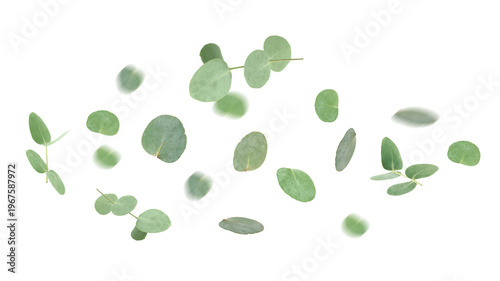 Green eucalyptus leaves in air against white background