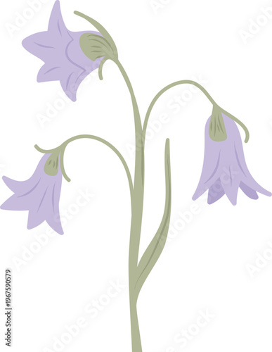 Bellflower Stem With Drooping Blooms