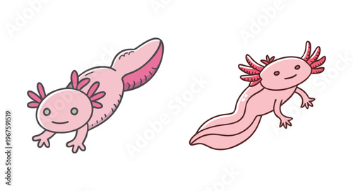 Two cute pink axolotls swimming on isolated with smiles