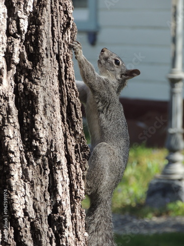 Fotografie A squirrel hanging onto a tree