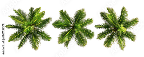 Three vibrant overhead views of lush green palm tree crowns captured from a direct top-down perspective  