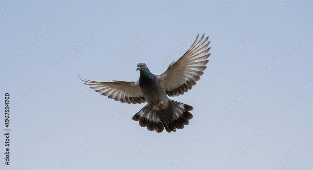 Fototapeta premium Graceful pigeon soaring mid-air against a clear blue sky