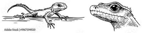 Lizard and Gecko Head Portrait Sketches Hand Drawn Reptile Wildlife Illustration for Nature Design