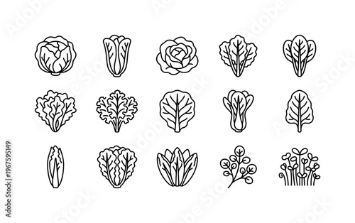 Lettuce head, romaine lettuce, butter lettuce, leaf lettuce, kale bunch, cabbage leaf, endive leaf, bok choy, Swiss chard leaf,
