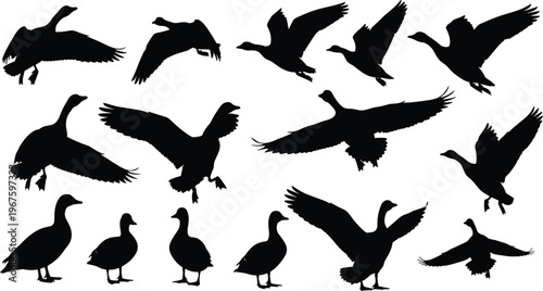 Goose and duck silhouettes collection featuring birds in flying landing and standing poses black waterfowl icons isolated on white background for wildlife nature design projects.