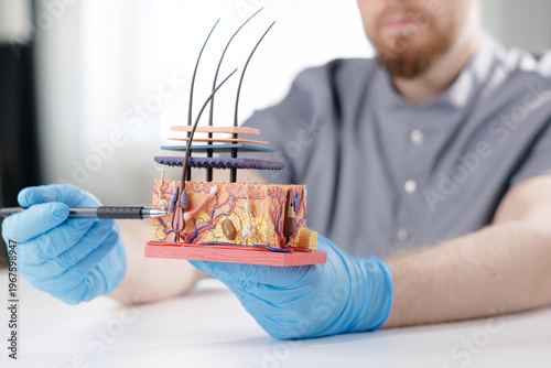 Fotografía Closeup medical hair skin cross section model, doctor in gloves for dermatology