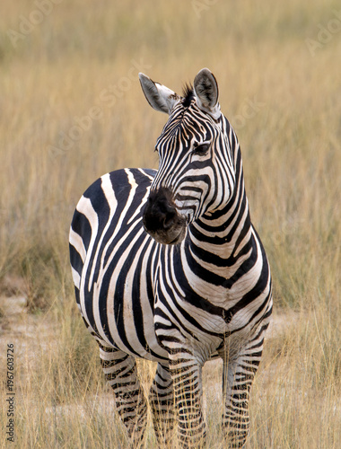 The common or striped plains zebra stands on a golden meadow