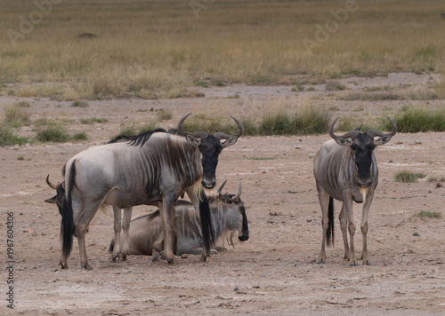 Wildebeest rest on a dusty plain under the open sky of Amboseli, Kenya
