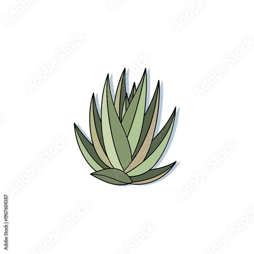 Agave Plant Succulent Green Leaves Illustration.