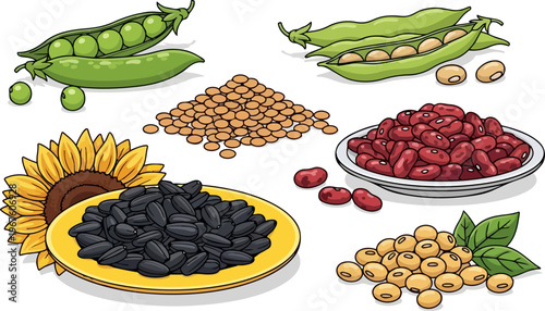 Legume varieties, beans, peas, and seeds, healthy food ingredients, vegetarian nutrition