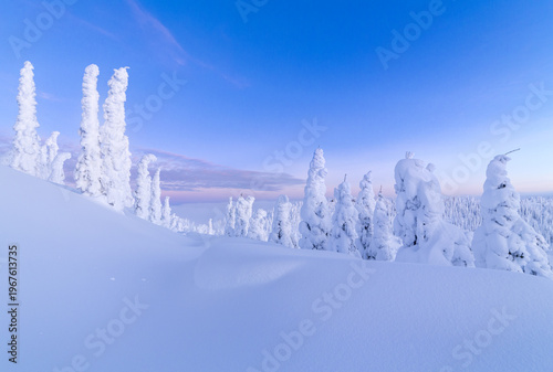 winter landscape with snow