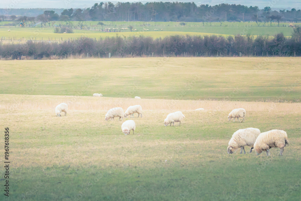 Fototapeta premium Farmland around Cresswell Pond Nature Reserve behind Druridge Bay Sand Dunes, Northumberland, March 2026