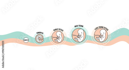 Fetal Development Stages: Embryo to Late Fetus, Pregnancy Evolution