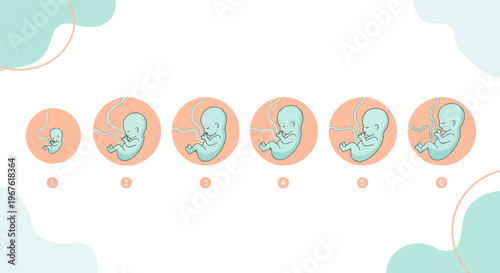 Fetal Development Stages: From Embryo to Fetus in Womb, Medical Illustration