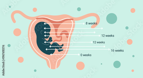 Fetal Development Stages: From Conception to 16 Weeks in Uterus