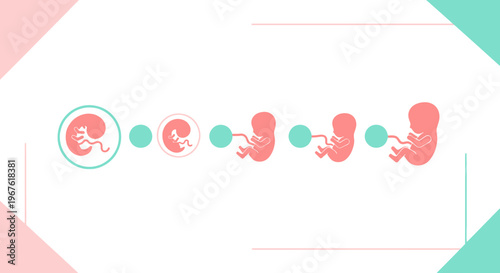 Fetal Development Stages: From Embryo to Fetus, Pregnancy Timeline, Medical Illustration