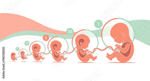 Fetal Development Stages: From Embryo to Newborn, Visualizing Growth Timeline