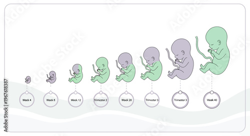 Fetal Development Stages: From Embryo to Fetus, Illustrating Growth Milestones