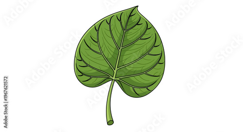 Tableau sur toile Green Leaf with Stem and Veins.