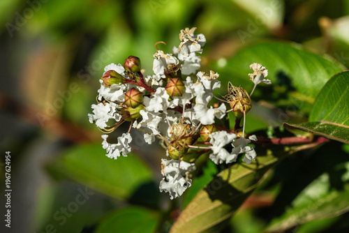 White Crepe Myrtle flower