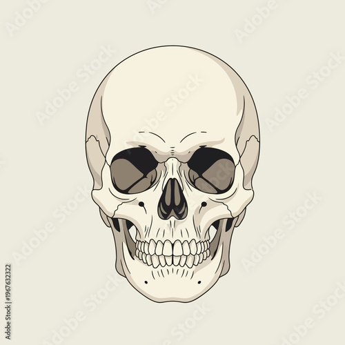 Detailed vector illustration of a human skull, depicting intricate anatomical bone structure, symbolizing mortality, biology, and the fundamental essence of human existence