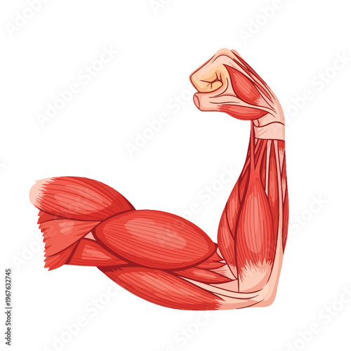 Anatomical illustration showcasing the complex musculature and bone structure of a flexed human arm, highlighting biceps, triceps, and tendons