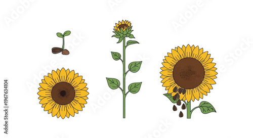 Sunflower Growth Stages: Seedling to Blooming Flower with Seeds