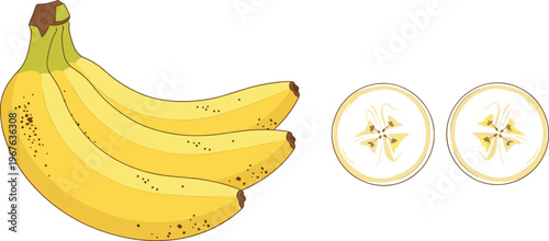 Banana fruit illustration with bunch and sliced cross sections ripe tropical vector set