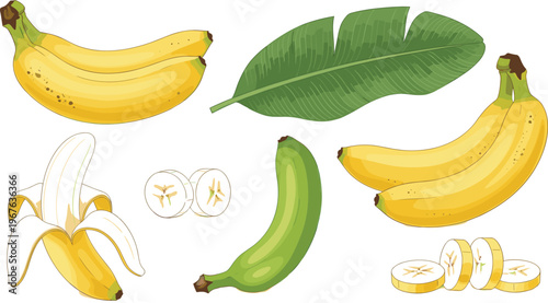 Banana fruit collection with ripe and green bananas, peeled fruit, slices and tropical leaf vector illustration set