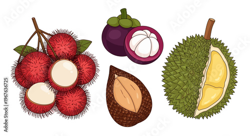 Exotic fruits including rambutan, mangosteen, and durian are displayed.
