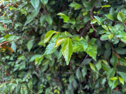 Fresh Green Foliage of Fukien Tea Tree Hedge with Serrated Leaves in Bright Daylight