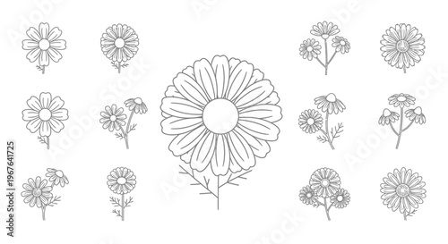 Detailed drawings of various flowers.