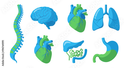 Human Organs Set: Brain, Heart, Lungs, Stomach, Spine, Liver, Intestines