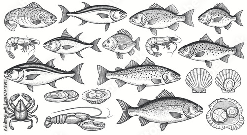Hand-drawn Seafood Collection: Fish, Shrimp, Lobster, Crab, and Shellfish Illustrations