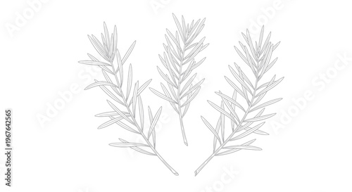 Three sprigs of fresh rosemary herbs isolated on a white background.