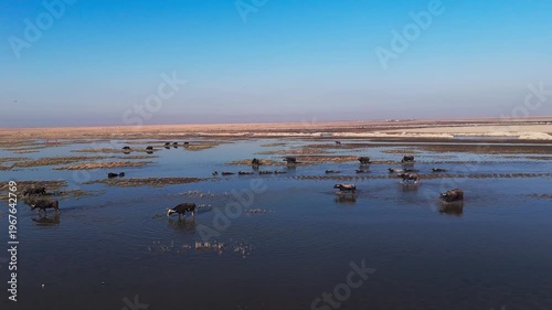 The Al-Jubaysh Marshes, located in Dhi Qar, Iraq, are part of the Mesopotamian marshlands, one of the world's largest wetland ecosystems. Known for their rich biodiversity, these marshes are home to u