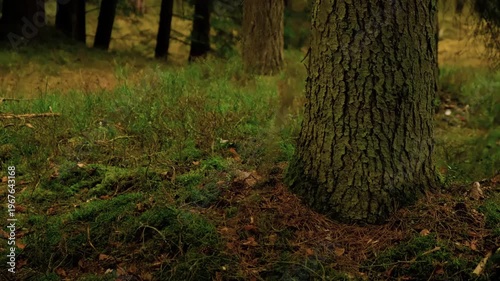 Ground level view of pine forest floor with moss, dry needles and grass, closeup tree trunk with bark texture foreground, blurred woods background. Concept of biodiversity conservation, climate change