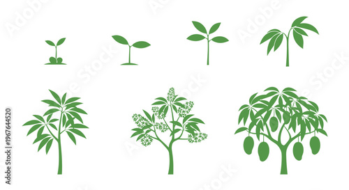 Mango Tree Growth Stages: Seedling to Fruiting Plant Icon Set