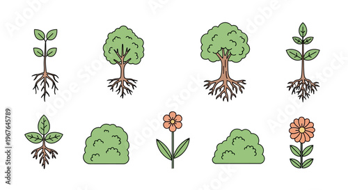 Green plants and trees with roots.