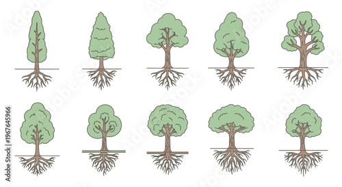 Different types of tree root systems.