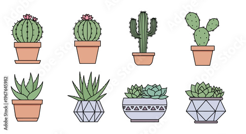 Potted cacti and succulent plants.