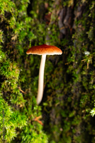 Hidden realms: the fungal microcosm