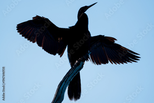 Bild auf Leinwand Anhinga silhouette perched with wings spread against blue sky