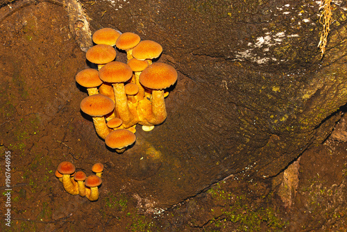 Hidden realms: the fungal microcosm