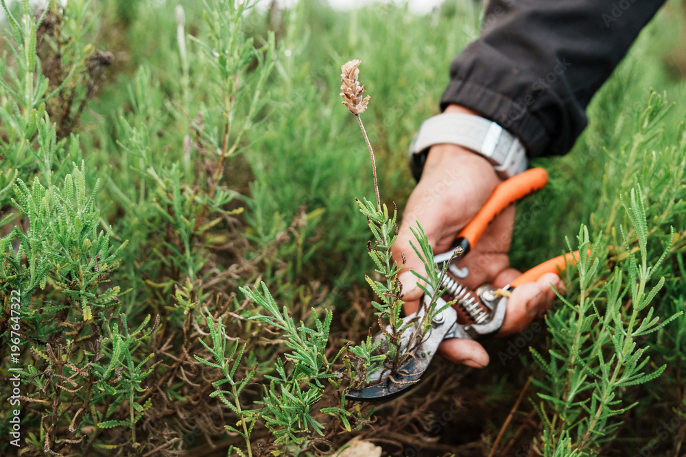 Fototapeta premium Farmworker hand pruning lavender plant with shears