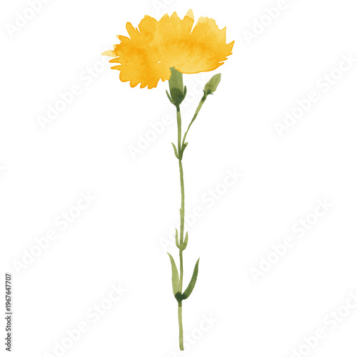 Yellow Carnation Watercolor Flower Illustration, Spring Floral Design
